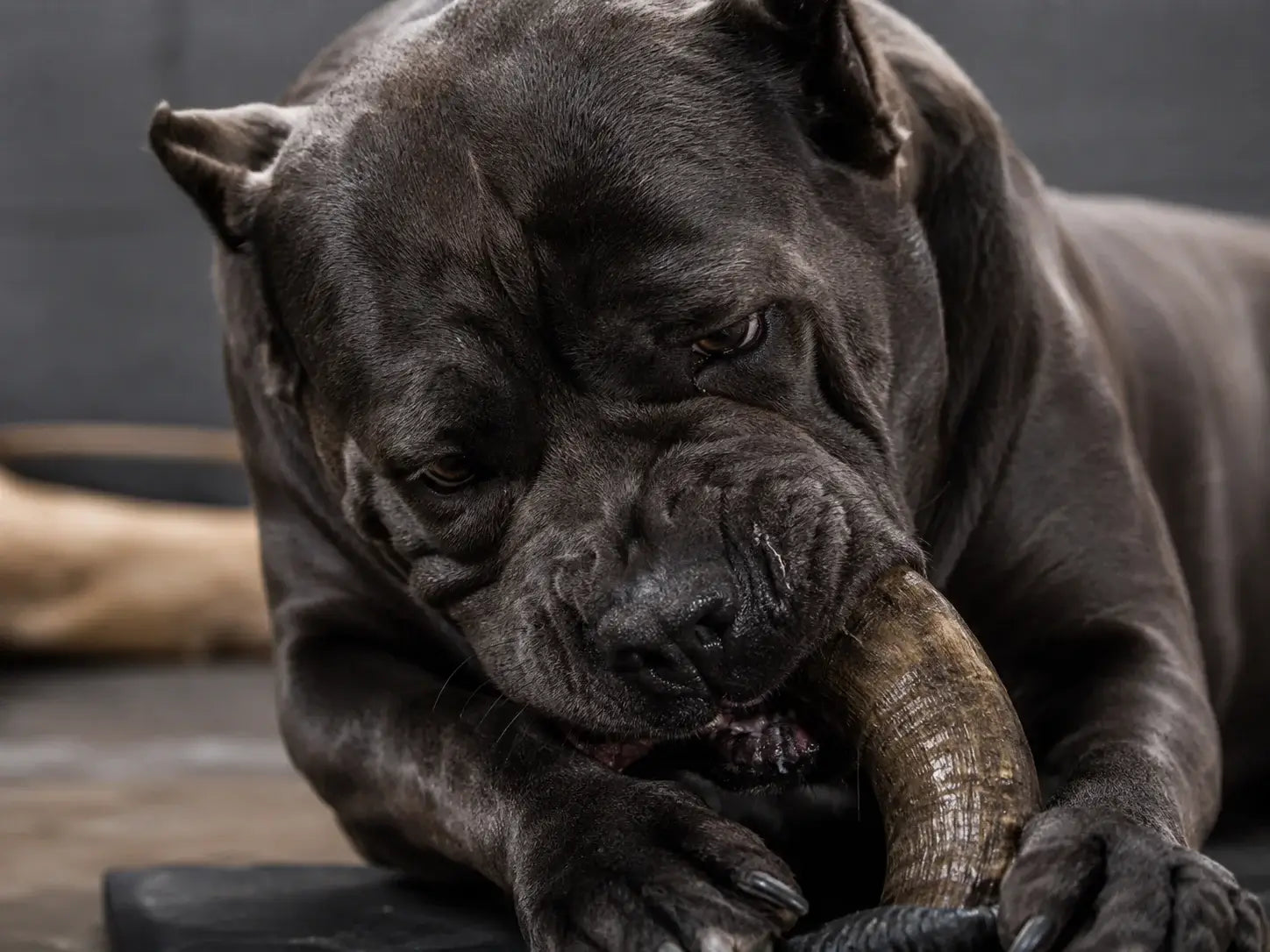 MASTICATION NATURELLE LONGUE DURÉE : COMMENT CHOISIR SANS SE TROMPER