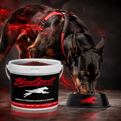 BLOODSPORT | LE CARBURANT ÉNERGÉTIQUE DES CHIENS DE TRAVAIL ET DE SPORT
