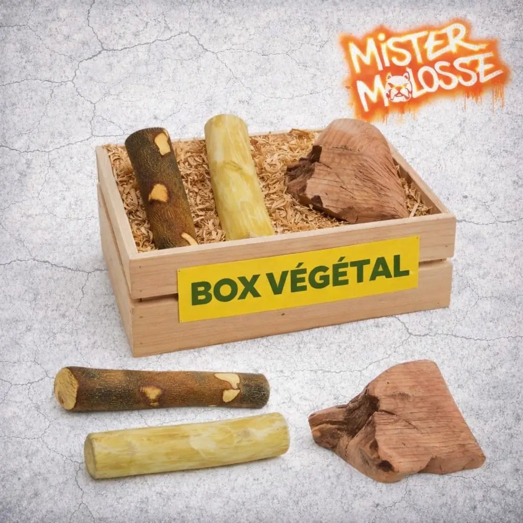 Box mastication végétal pour chien