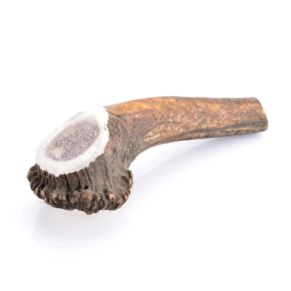 BOIS DE CERF ENTIER | L’ARSENAL ULTIME
