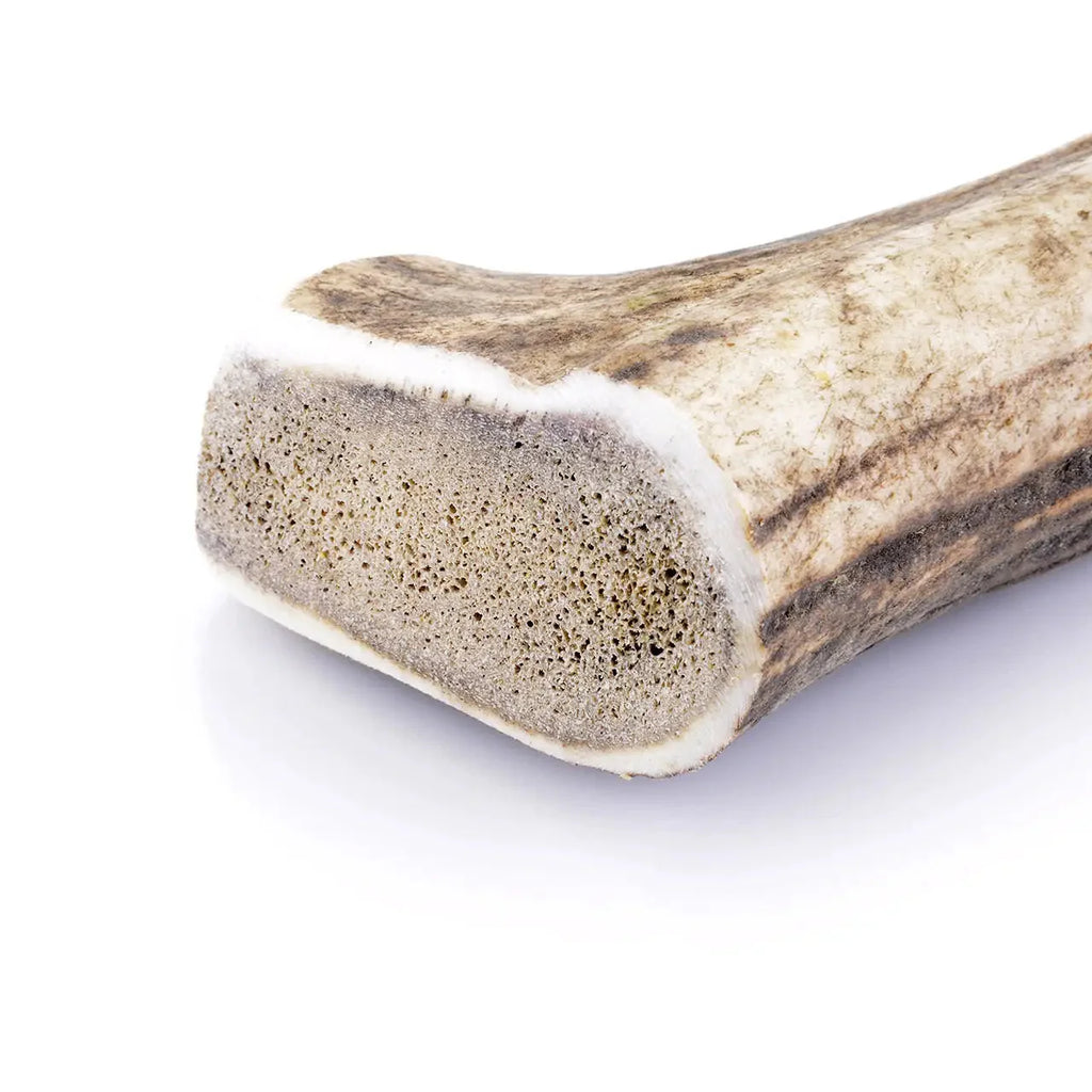 BOIS DE CERF ENTIER | L’ARSENAL ULTIME