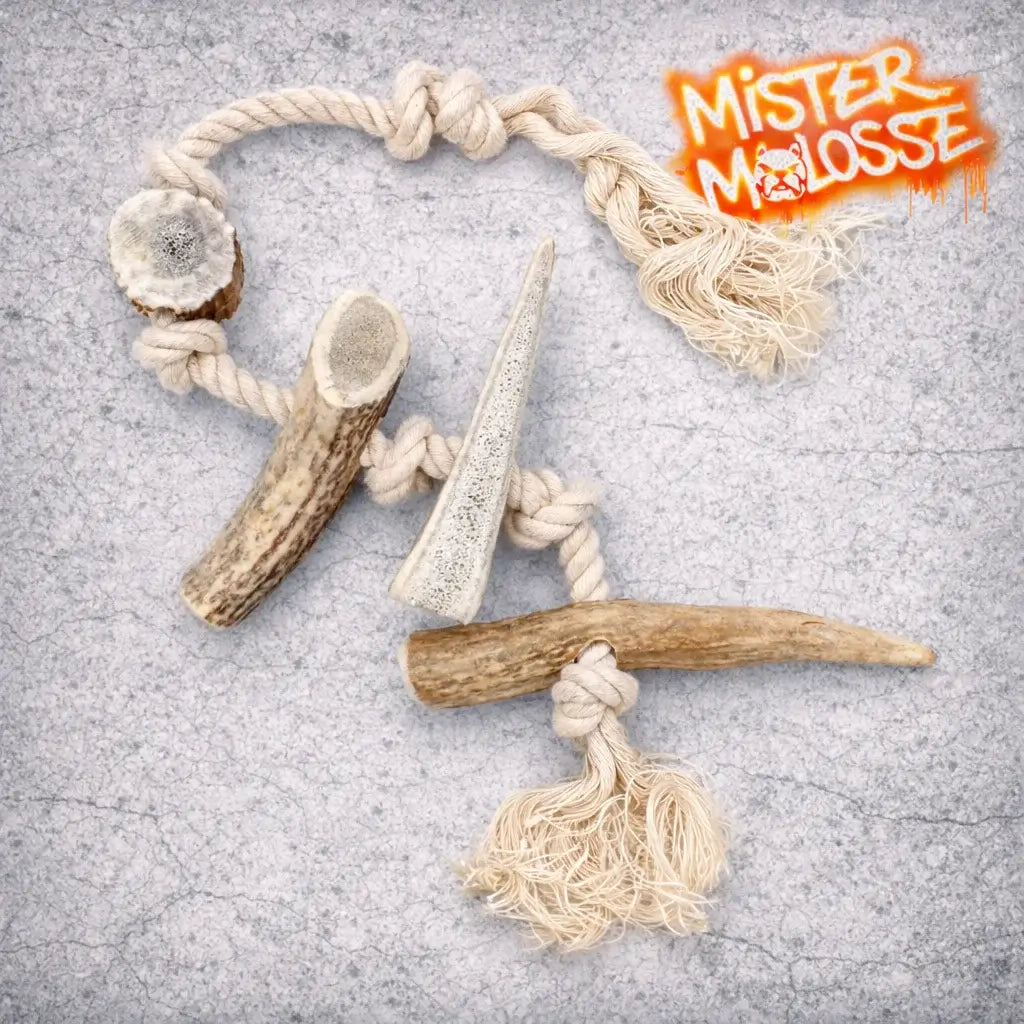 corde pour chien - jeu du tug