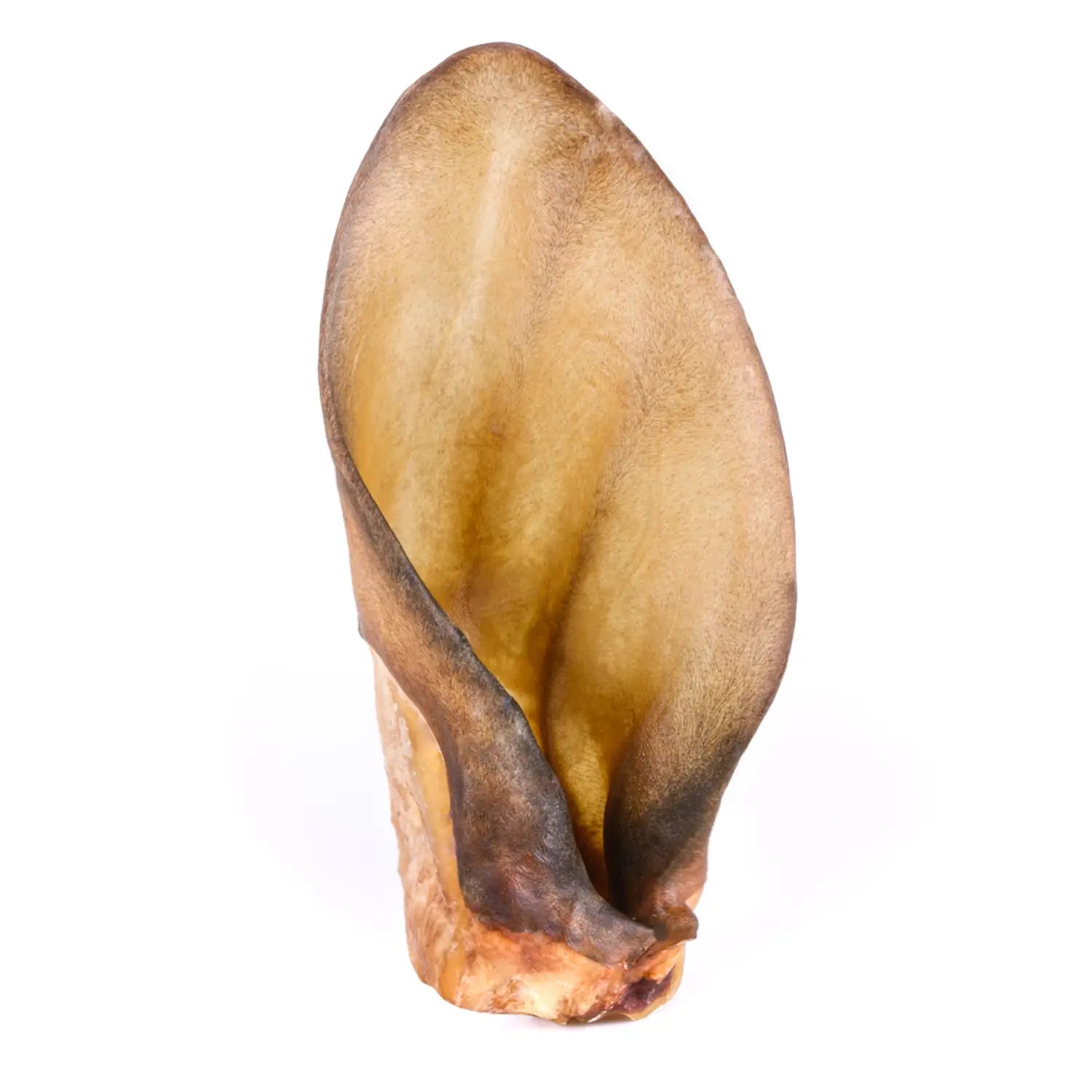 oreille_boeuf_chien