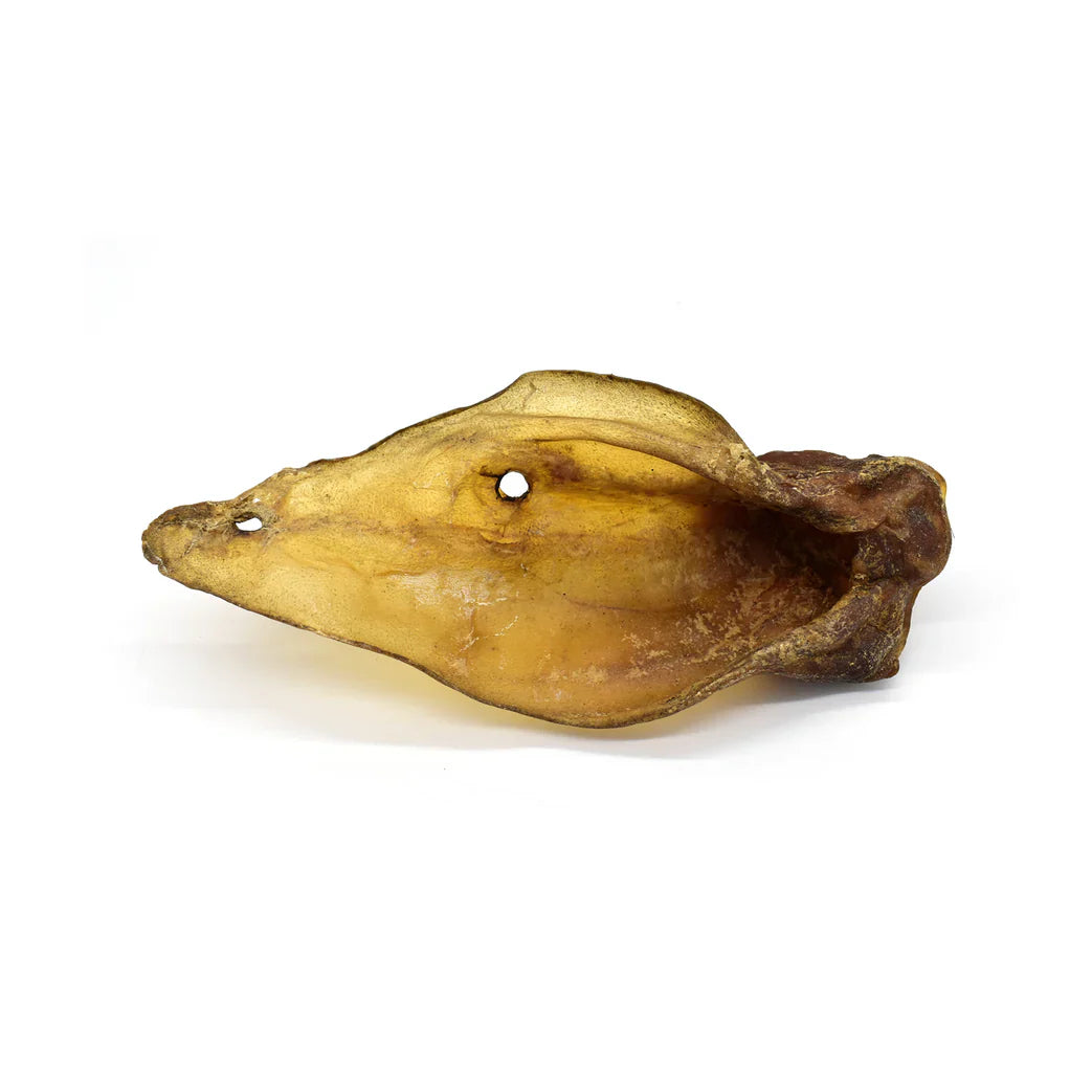 oreille_de_boeuf_sans_poils