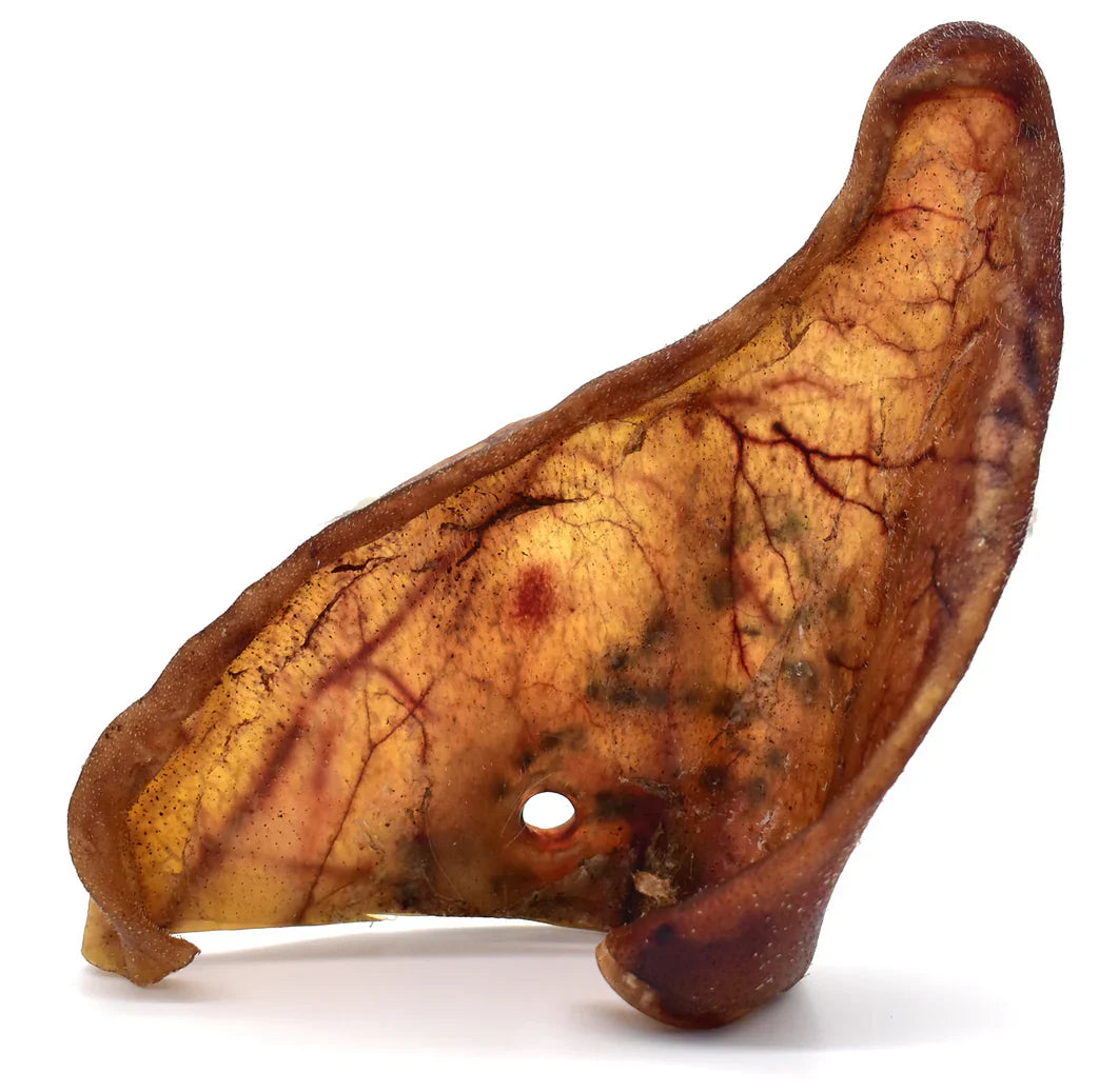 oreilles de porc XL pour chien