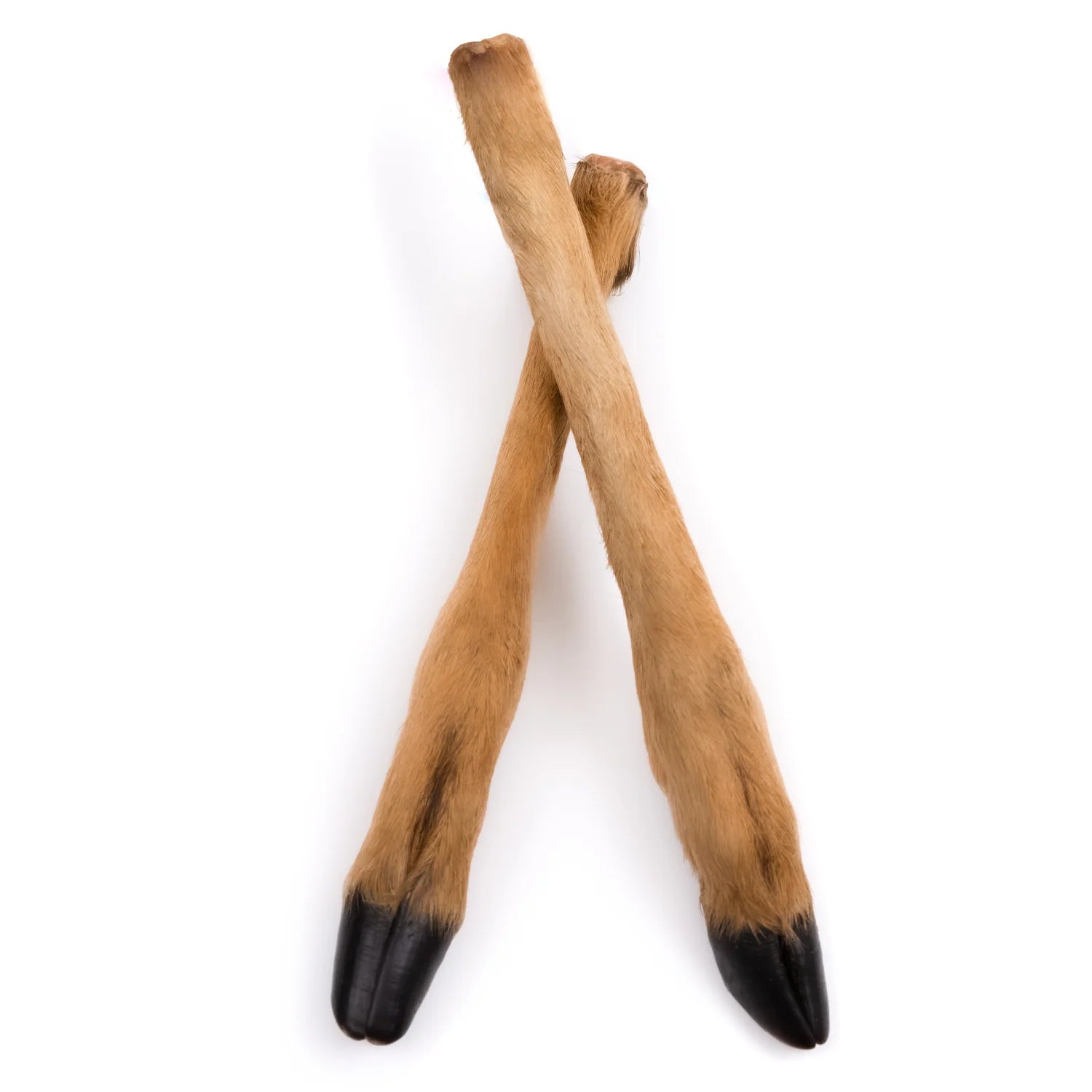 patte_de_cerf_chien