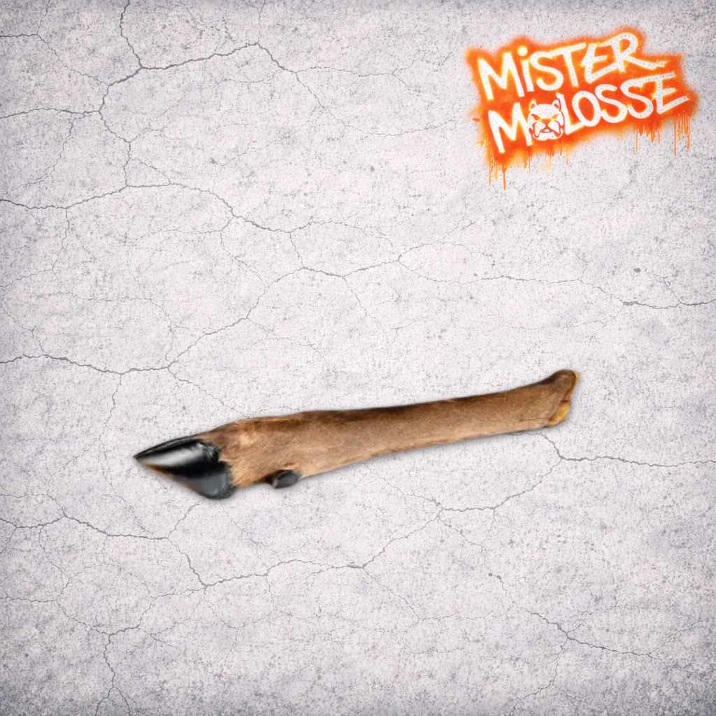 patte de cerf molosse