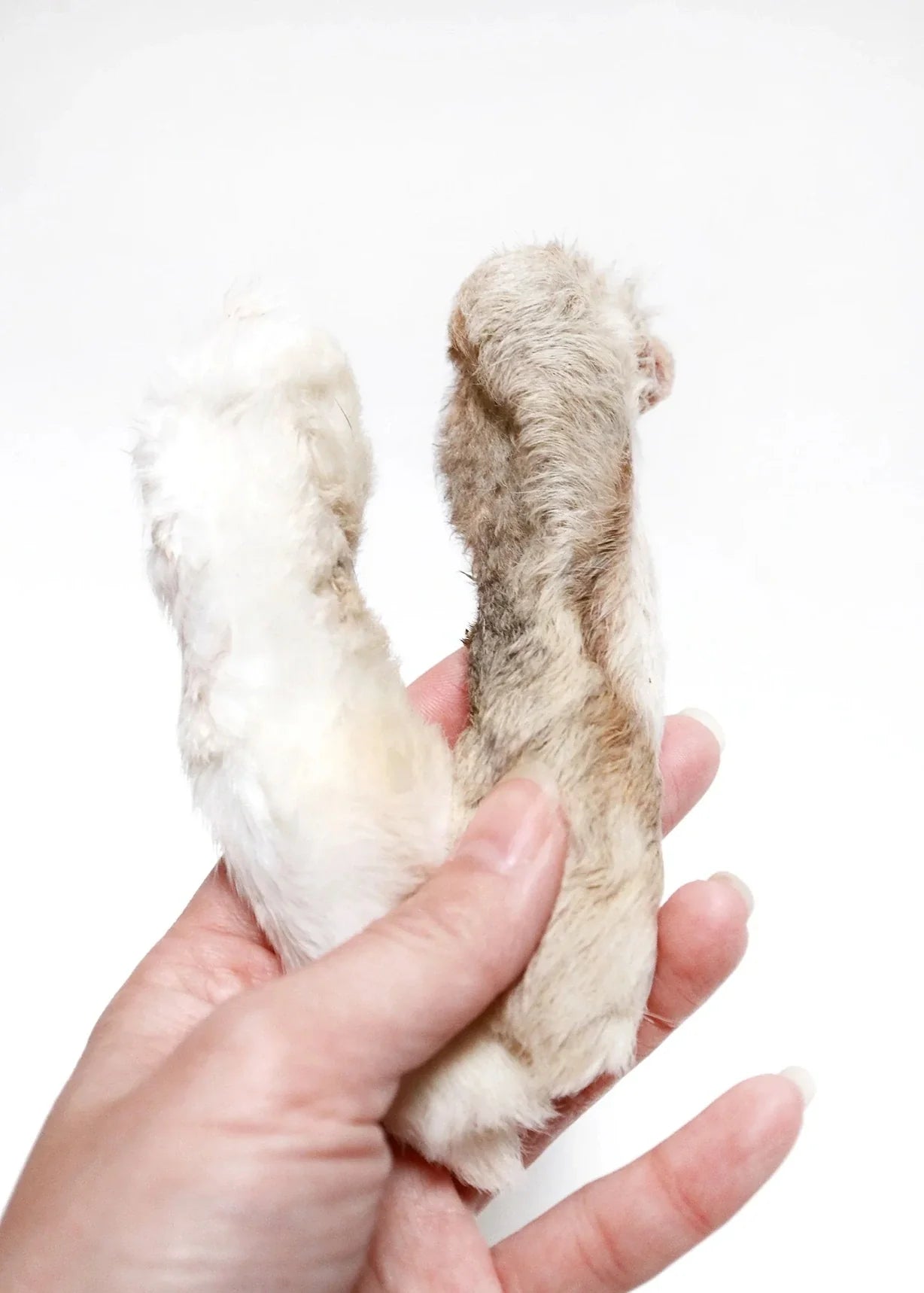 patte_lapin_chien
