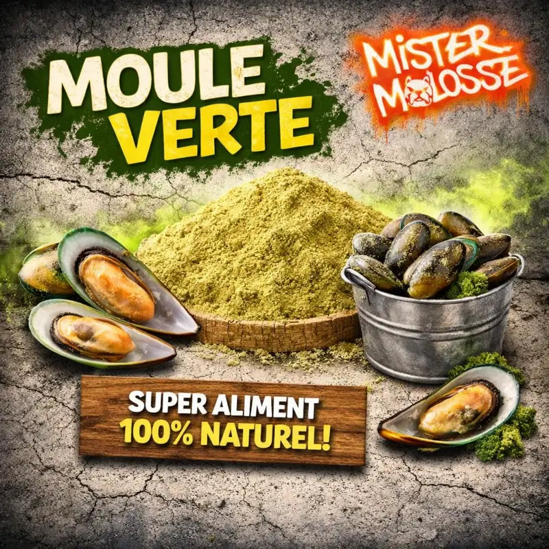 poudre de moule verte pour chien