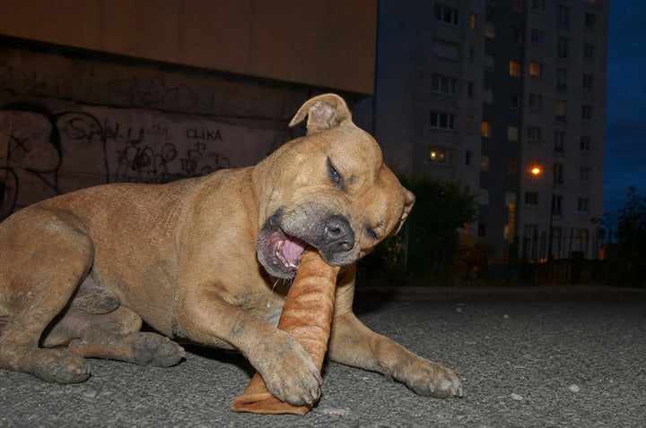 🔵 POIDS LOURD | PILLIER DE LA MASTICATION