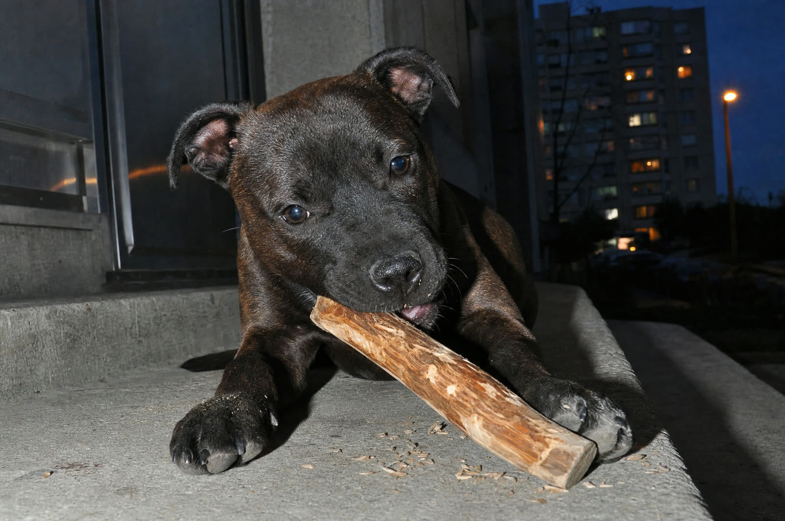 Mastication pour chien | Cage 1 - Poids moyen & apprenti mâcheur