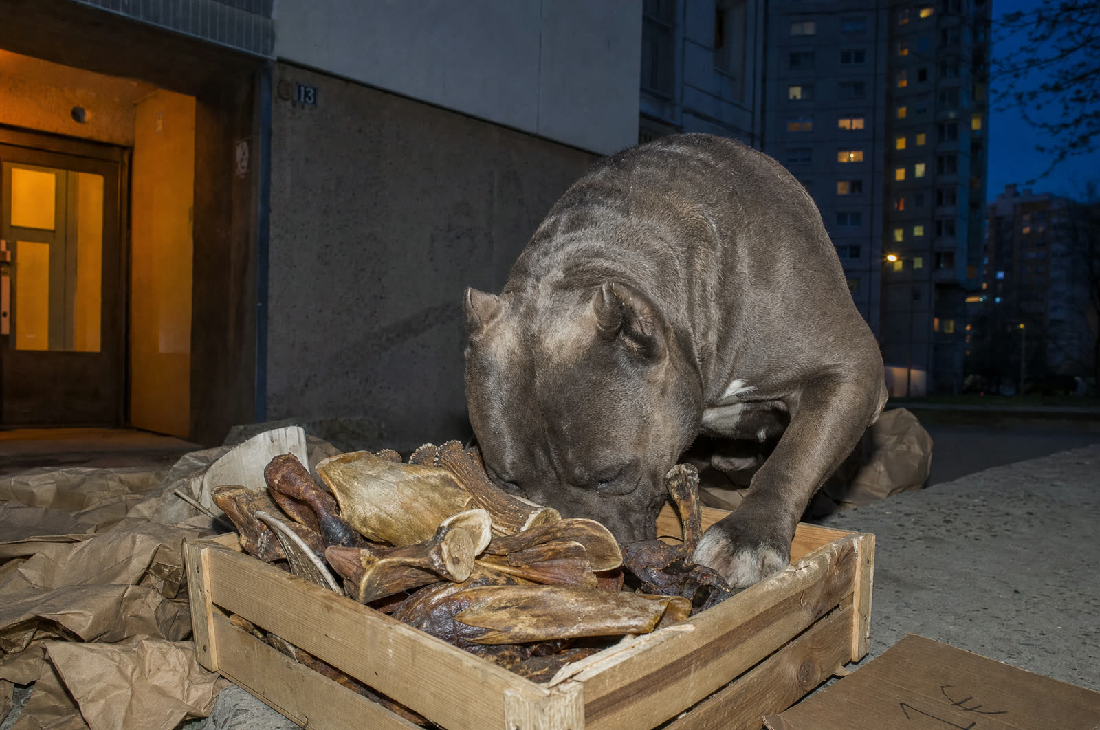 Box mastication pour gros chien | LES CAISSES - LE RAVITAILLEMENT DU CLAN