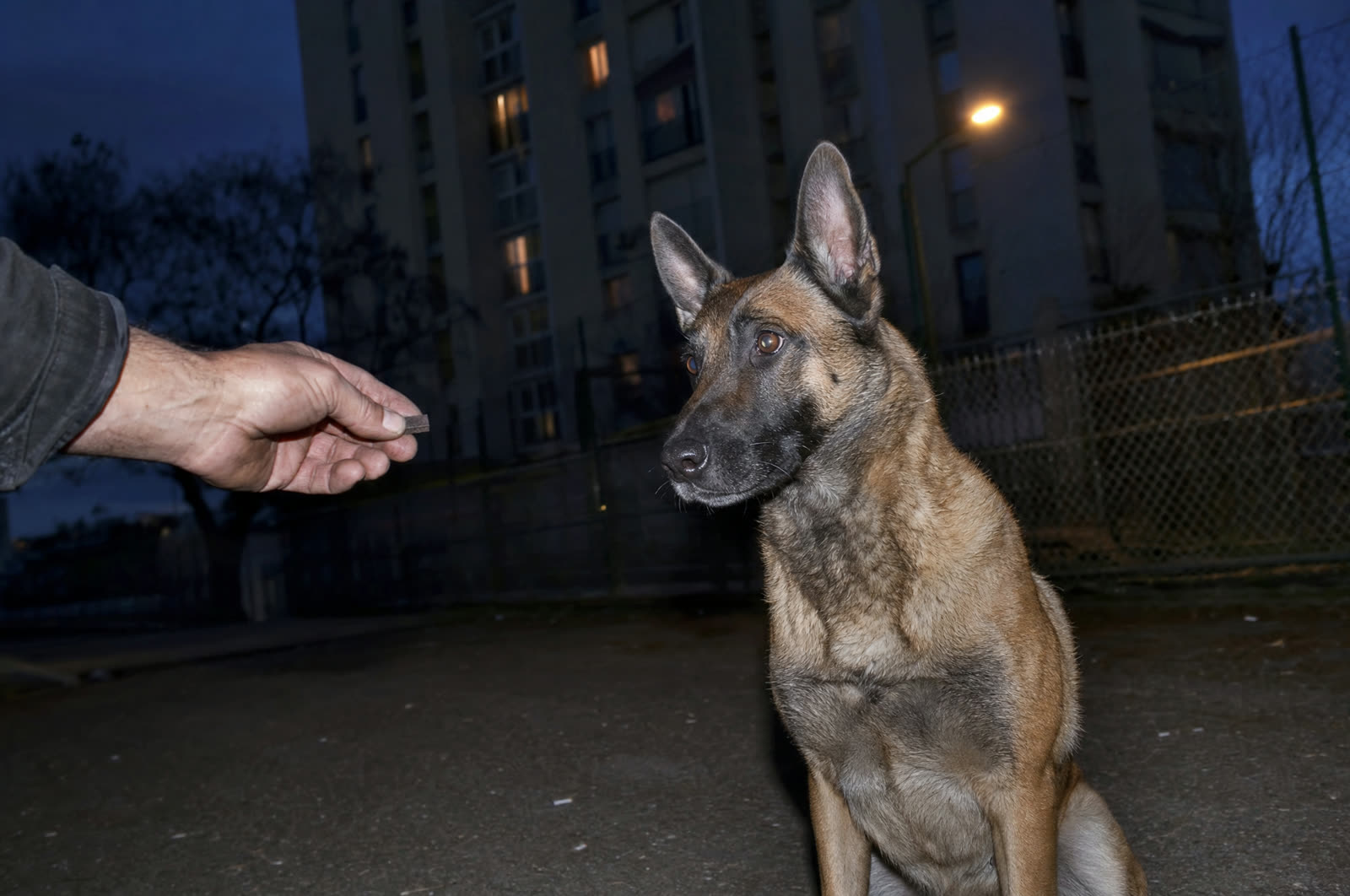 Friandises de dressage et d’éducation pour chien | LES FRAPPES RAPIDES - LES RÉCOMPENSES DU TERRAIN