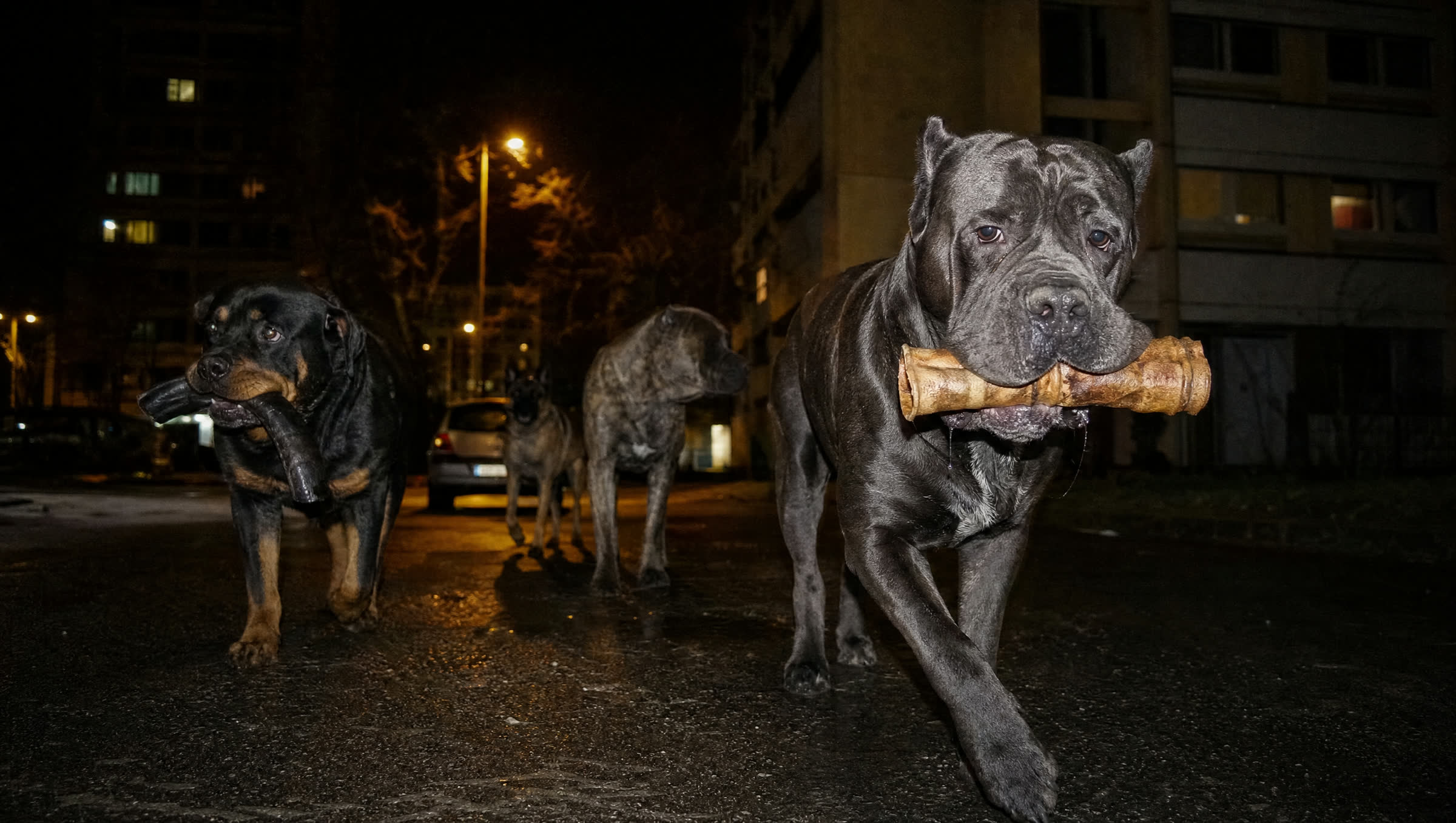 Friandises pour gros chien et molosse | L’Arsenal Mister Molosse