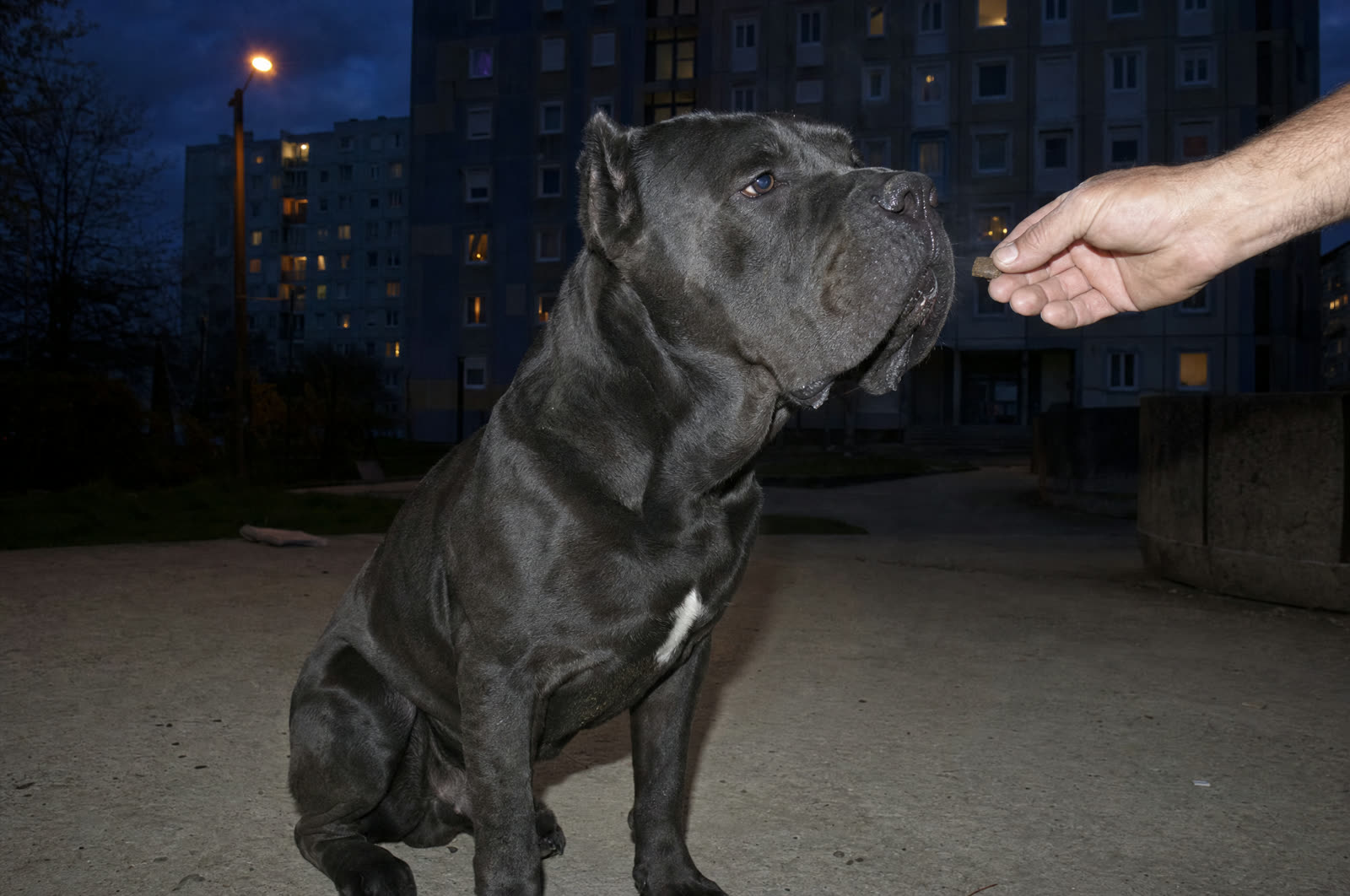 Compléments alimentaires pour la vitalité et les défenses naturelles du chien | LE RENFORT VITALITÉ & NUTRITION DU CLAN