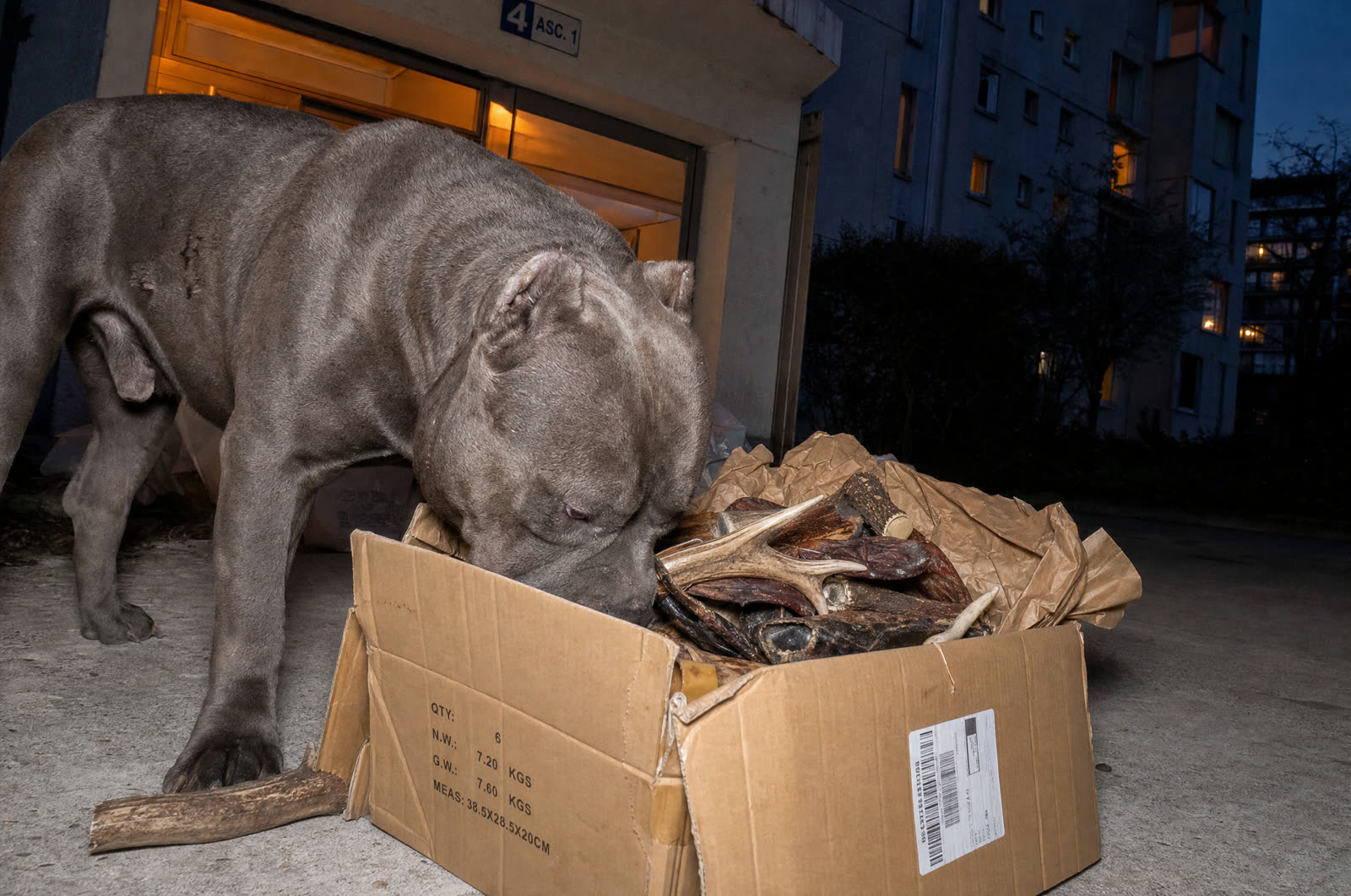 Nouveautés pour gros chien et molosse | LES DERNIERS ARRIVAGES - LES NOUVEAUX RENFORTS DU CLAN